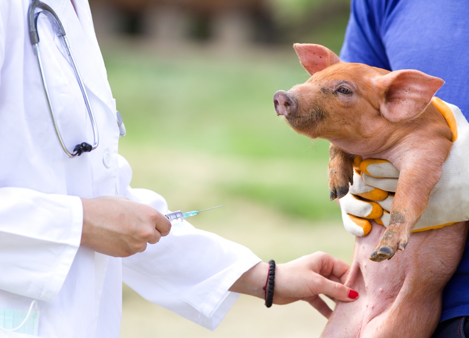 Vaccination of piglets